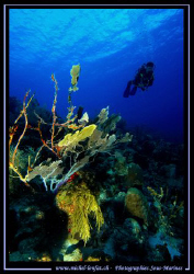My friend Bernard - diving Bonaire Island. by Michel Lonfat 